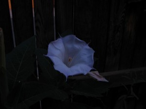 Neat Victrola Flower6